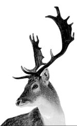 Deer BMP File