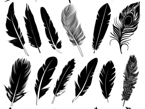 Black Feather Vector Collection Free Vector