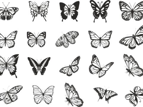 Butterfly Vector Art Collection Free Vector