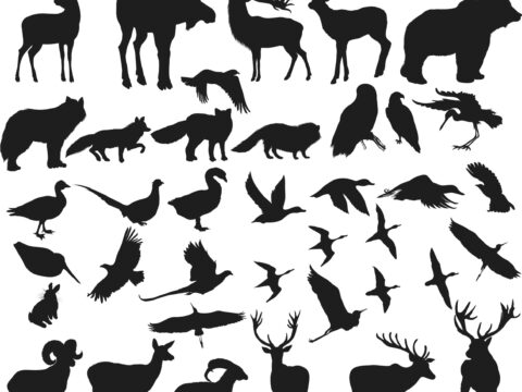 Animals Shapes Silhouettes Vectors Free Vector