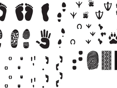 Footprint Silhouette Free Vector
